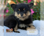 Small #3 Pomeranian