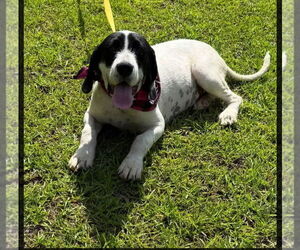 Pointer-Unknown Mix Dogs for adoption in Sanford, FL, USA