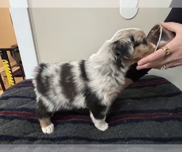 Medium Photo #2 Australian Shepherd Puppy For Sale in CIRCLEVILLE, KS, USA
