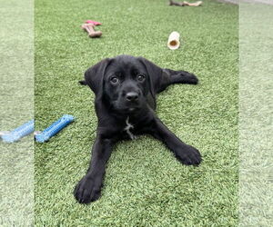 Mutt Dogs for adoption in Fort Worth, TX, USA