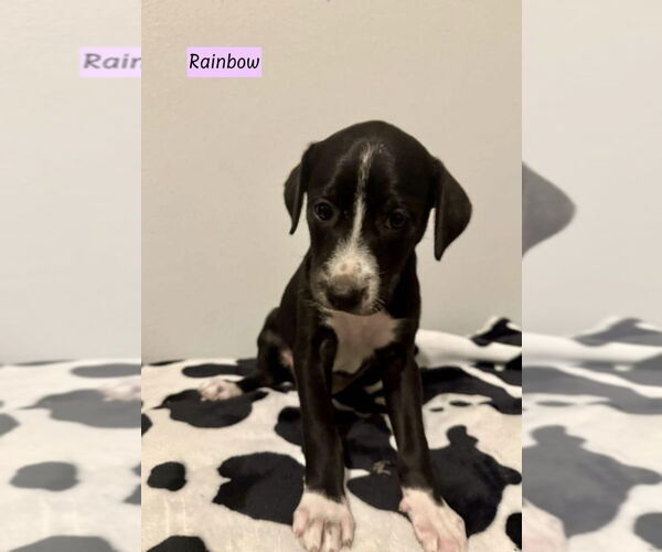 Medium Photo #1 Labbe Puppy For Sale in Brewster, NY, USA
