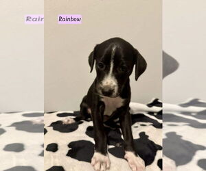 Labbe Dogs for adoption in Brewster, NY, USA