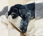Small #5 German Shorthaired Pointer