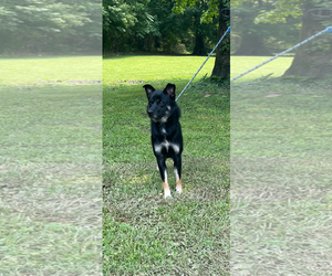 Mutt Dogs for adoption in Sparta, TN, USA