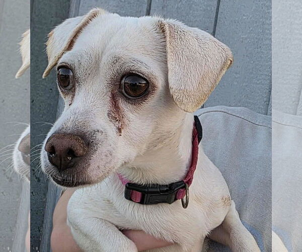 Medium Photo #2 Chihuahua-Unknown Mix Puppy For Sale in Minneapolis, MN, USA