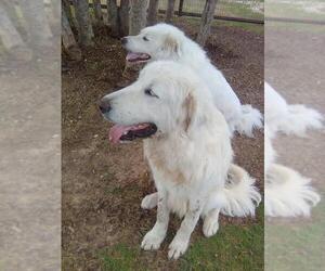 Rocco - Male Great Pyrenees Dog for Adoption - Photo #13
