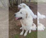 Small Photo #13 Great Pyrenees Puppy For Sale in Spring, TX, USA