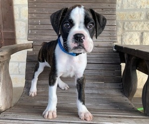 Boston Terrier-Boxer Mix Puppy for sale in INEZ, TX, USA