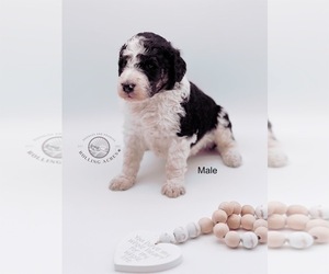 Goldendoodle Puppy for sale in MARYVILLE, MO, USA