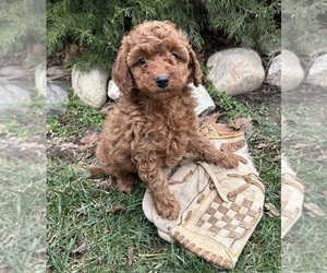 Poodle (Miniature) Puppy for sale in MIDDLEBURY, IN, USA