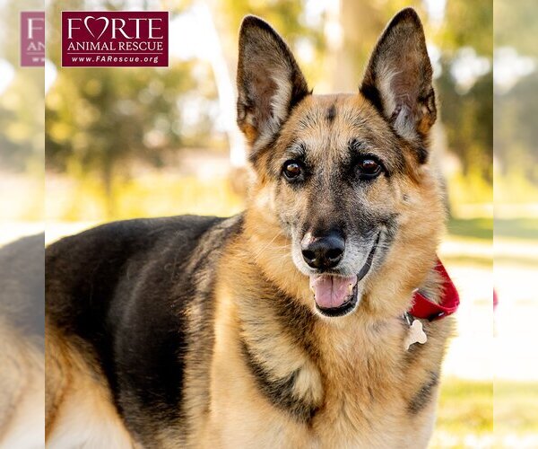 Medium Photo #2 German Shepherd Dog Puppy For Sale in Marina del Rey, CA, USA