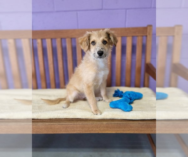 Medium Photo #2 Australian Shepherd-Unknown Mix Puppy For Sale in Genesee, WI, USA