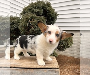 Pembroke Welsh Corgi Puppy for Sale in MIDDLEBURY, Indiana USA