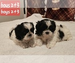 Puppy Puppy 3 Shih Tzu