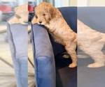 Puppy Jessy Goldendoodle