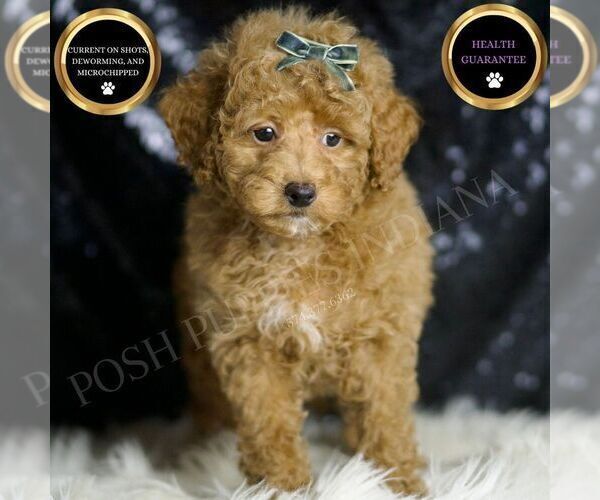 Medium Photo #1 Maltipoo Puppy For Sale in WARSAW, IN, USA
