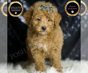 Maltipoo Puppy for sale in WARSAW, IN, USA