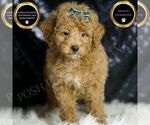 Small Maltipoo