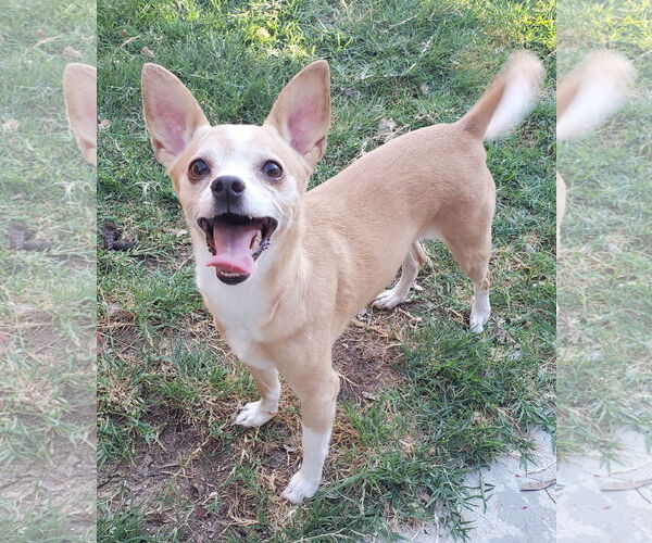 Medium Photo #2 Chihuahua Puppy For Sale in Temecula, CA, USA