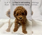 Puppy Little Red Poodle (Toy)