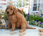 Puppy Tally Goldendoodle