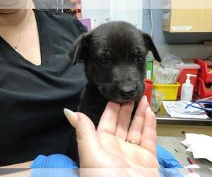 American Pit Bull Terrier-Labrador Retriever Mix Dogs for adoption in Riverside, CA, USA