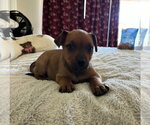 Small #4 Rottweiler Mix