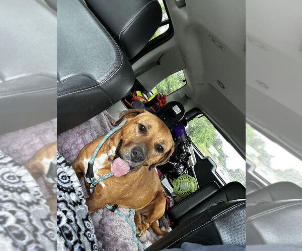 Medium Photo #3 Rhodesian Ridgeback-Unknown Mix Puppy For Sale in Boston, MA, USA