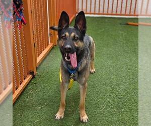 German Shepherd Dog-Unknown Mix Dogs for adoption in Las Vegas, NV, USA