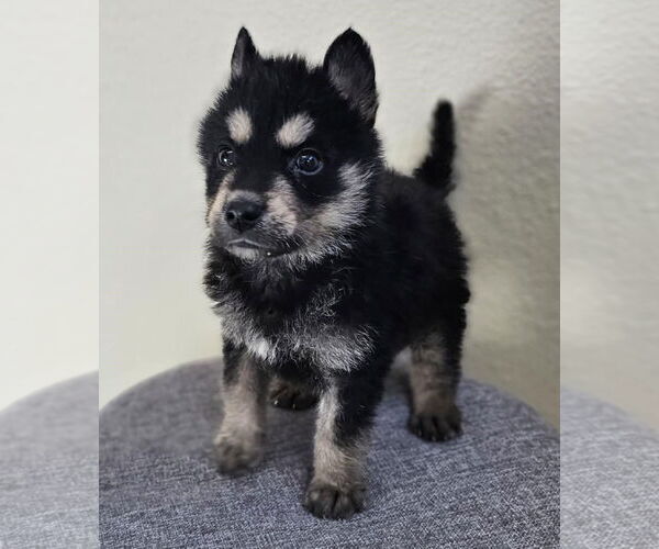 Medium Photo #1 Siberian Husky-Unknown Mix Puppy For Sale in McKinney, TX, USA