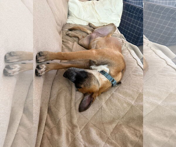 Medium Photo #8 German Shepherd Dog-Unknown Mix Puppy For Sale in Oakhurst, NJ, USA