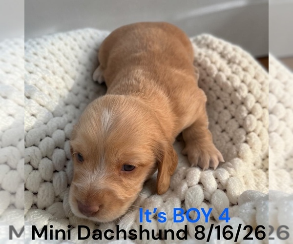Medium Photo #13 Dachshund Puppy For Sale in MONTPELIER, OH, USA