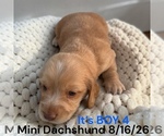 Small #12 Dachshund