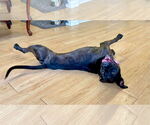 Small #6 American Pit Bull Terrier Mix
