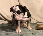 Small Photo #12 Olde English Bulldogge Puppy For Sale in CYNTHIANA, IN, USA