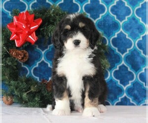 Bernedoodle Puppy for sale in APPLE CREEK, OH, USA