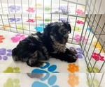 Small #13 Yorkipoo