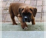 Small #7 Boxer