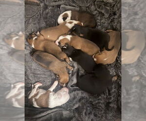 Mutt Dogs for adoption in Riverside, CA, USA