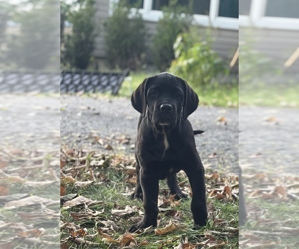 Medium Photo #4 Cane Corso Puppy For Sale in NEWTON, NJ, USA