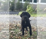 Small #3 Cane Corso