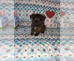 Small Photo #3 -Yorkshire Terrier Mix Puppy For Sale in LAPEER, MI, USA