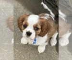 Puppy Ben Cavalier King Charles Spaniel