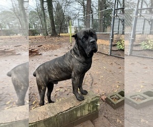 Father of the Cane Corso puppies born on 11/09/2023