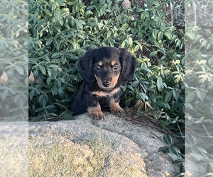 Dachshund Puppy for sale in NILES, MI, USA