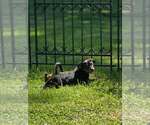 Small Photo #31 Doberman Pinscher-Unknown Mix Puppy For Sale in Buffalo, MN, USA