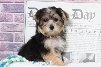Yo-Chon Puppy for sale in BEL AIR, MD, USA