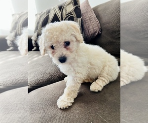 Goldendoodle (Miniature) Puppy for sale in CHARLOTTE, NC, USA
