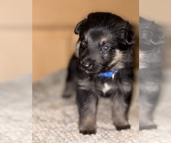 Medium Photo #15 German Shepherd Dog Puppy For Sale in SUMPTER TWP, MI, USA