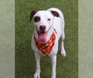 Lab-Pointer Dogs for adoption in Rockaway, NJ, USA